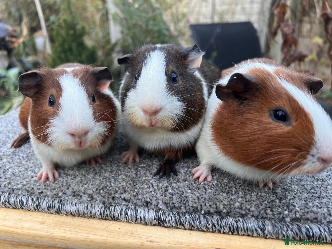 Guinea Pig rodents for sale: Bonded male Dutch guinea pigs - Advert 8