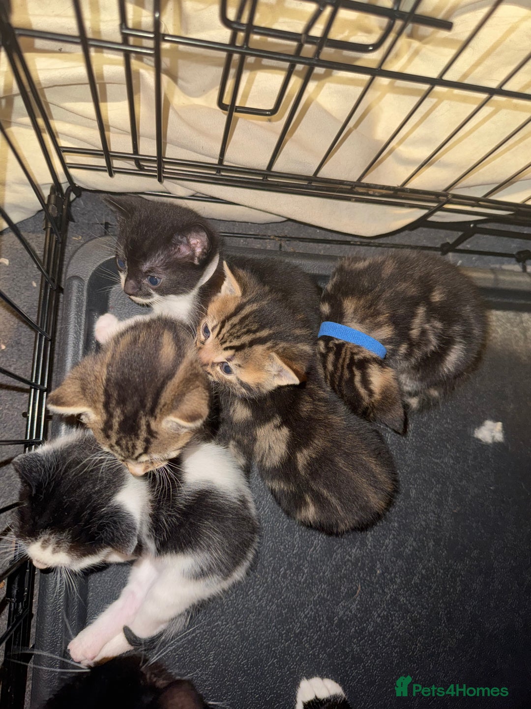 Mixed Breed cats for sale: Kittens for sale can go sept 7th - Image 2