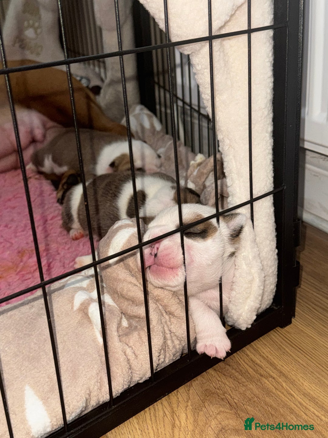 English Bulldog dogs for sale: Stunning English bulldog puppies  - Advert 9