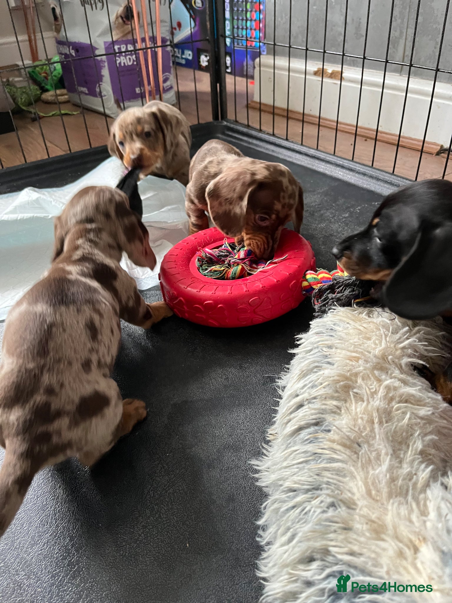 Miniature Dachshund dogs Ready now KC Registered male miniature Dachshunds  - Advert 2