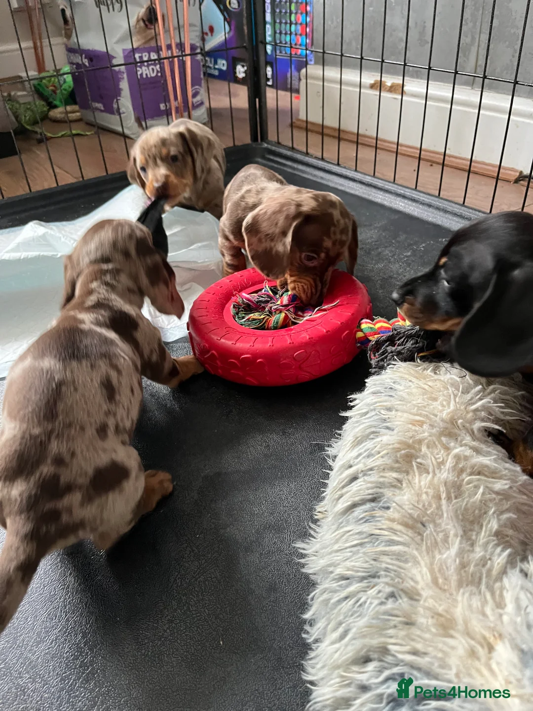 Miniature Dachshund dogs for sale: Ready now KC Registered male miniature Dachshunds  - Advert 1