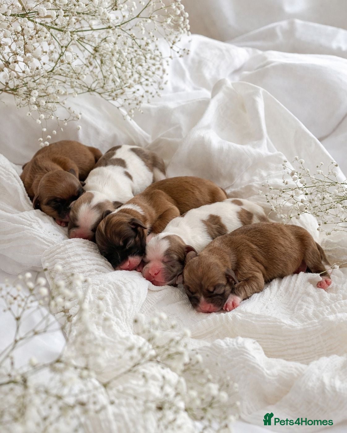 Shih Tzu dogs Standard Health Tested Kennel Club - Advert 1