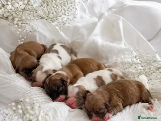 Shih Tzu dogs for sale: Standard Health Tested Kennel Club - Advert 1