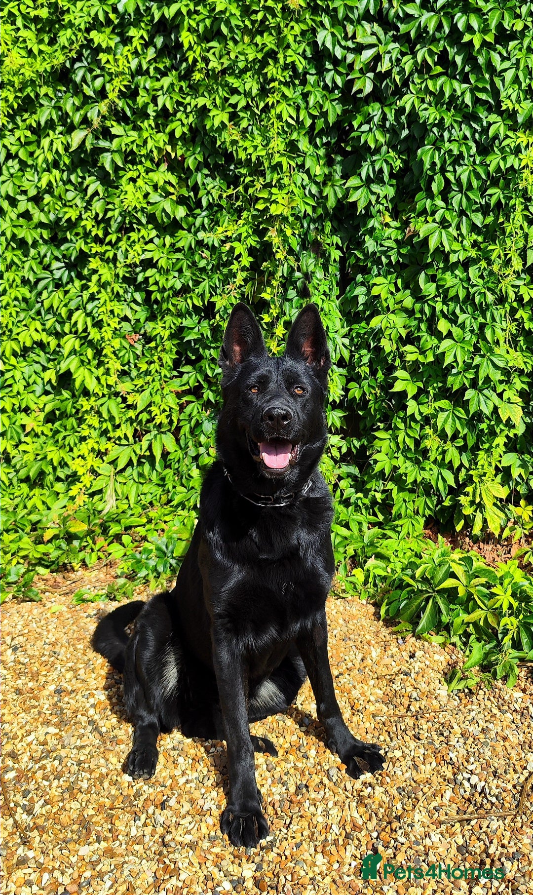 German Shepherd dogs for sale: Outstanding KC german shepherd puppies - Image 9