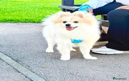 Pomeranian dogs for sale: 🐶 🐾  Adorable Purebred Pomeranian Boy  🐾  🐶 - Image 4