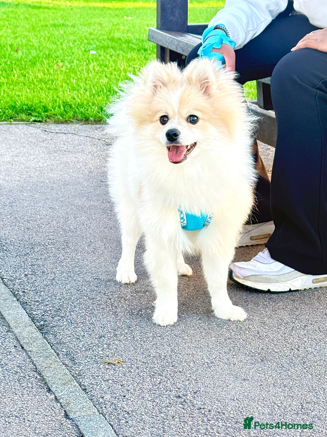 Pomeranian dogs for sale: 🐶 🐾  Adorable Purebred Pomeranian Boy  🐾  🐶 - Image 4