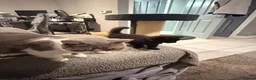 British Shorthair cats for sale: BI COLOURED BRITISH SHORTHAIR KITTENS - Advert 7