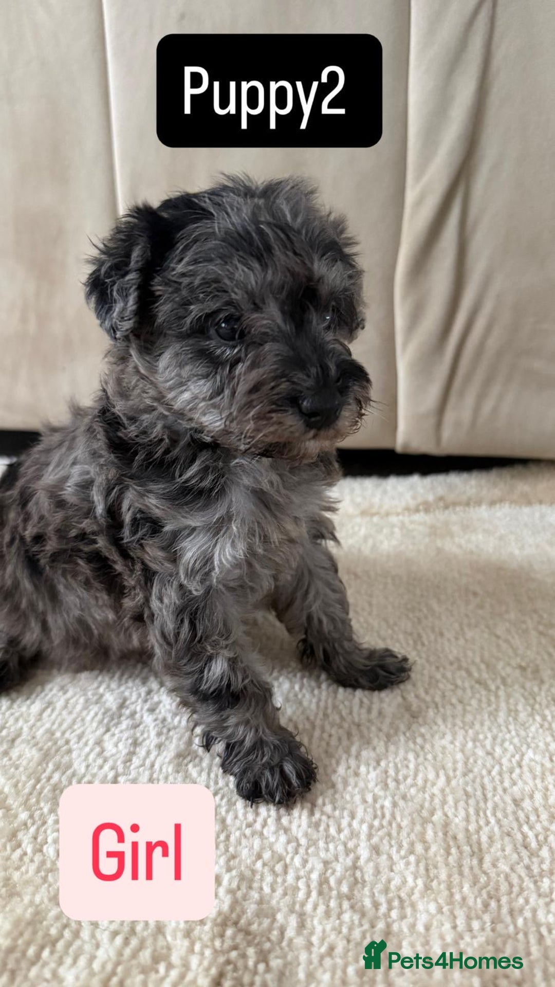 Mixed Breed dogs for sale: Schnoodle puppies for sale  - Advert 17
