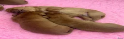 Labrador Retriever dogs for sale: Beautiful Fox Red Labrador Puppies in Wellington - Advert 6