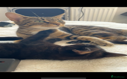 British Shorthair cats for sale: Black kitten  - Image 2