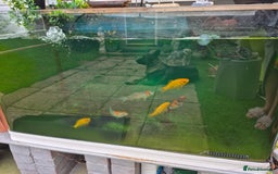 Koi Carp fish for sale: Fish tank with fish  - Image 2