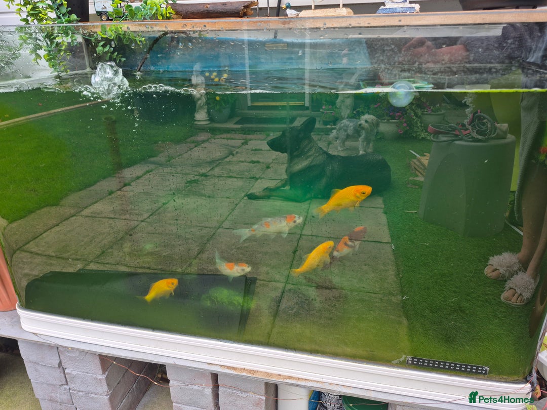 Koi Carp fish for sale: Fish tank with fish  - Image 2