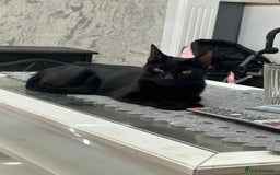 Mixed Breed cats for sale: beautiful kittens for sale  - Image 8