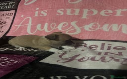 Chihuahua dogs for sale: 2 chihuahua Puppys  - Advert 7