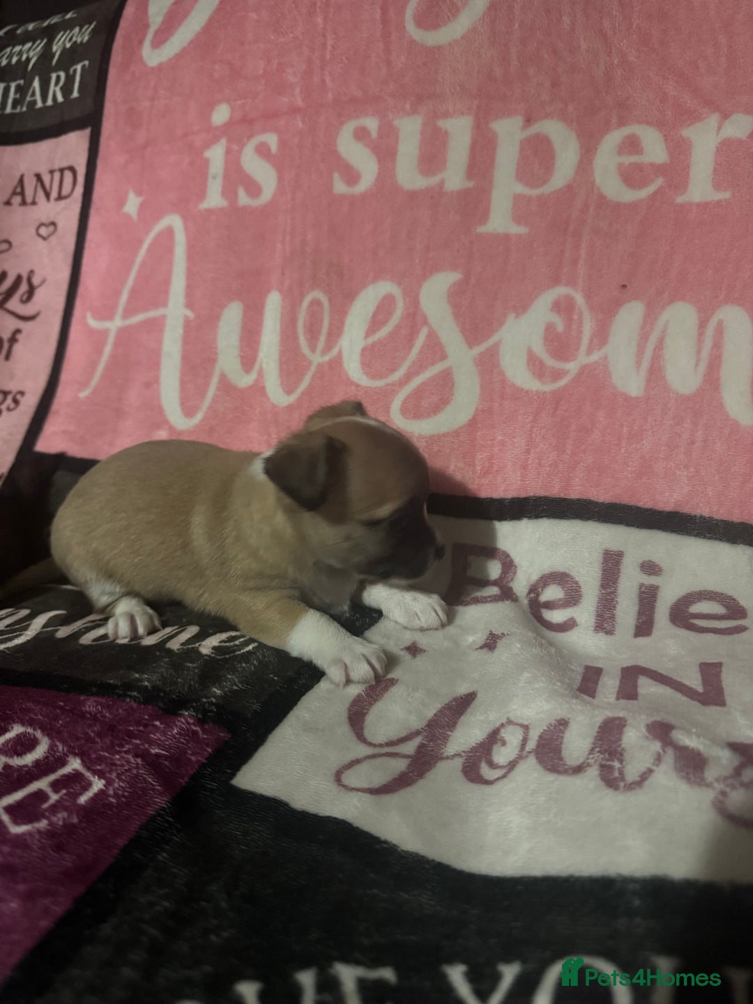 Chihuahua dogs for sale: 2 chihuahua Puppys  - Advert 7