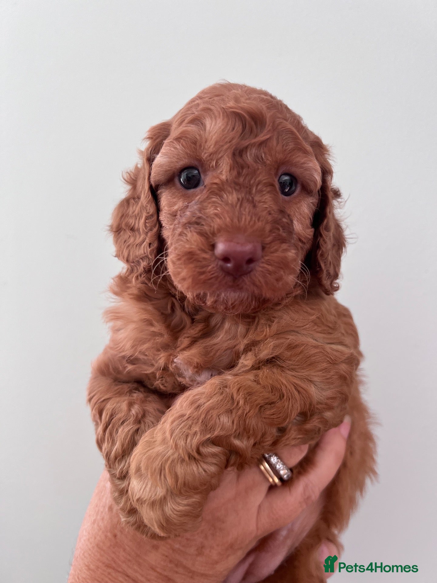 Cockapoo dogs LICENSED BREEDER Beautiful litter of F1b cockapoo  - Advert 1
