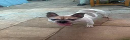 French Bulldog dogs for sale: Zeusy - Advert 9