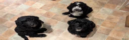 Sheepadoodle dogs for sale: (last girl) ❤️ F1 OES x Standard POODLE - Advert 19