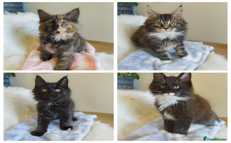 Maine Coon cats - Advert 1