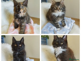 Maine Coon cats - Advert 30