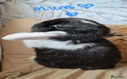 Mini Lop rabbits for sale: Mini Lop x Netherland Dwarf Babies - Image 1