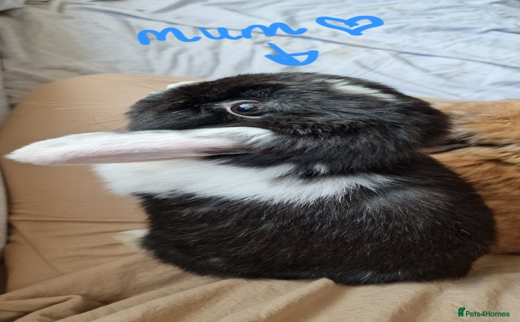 Mini Lop rabbits - Advert 3