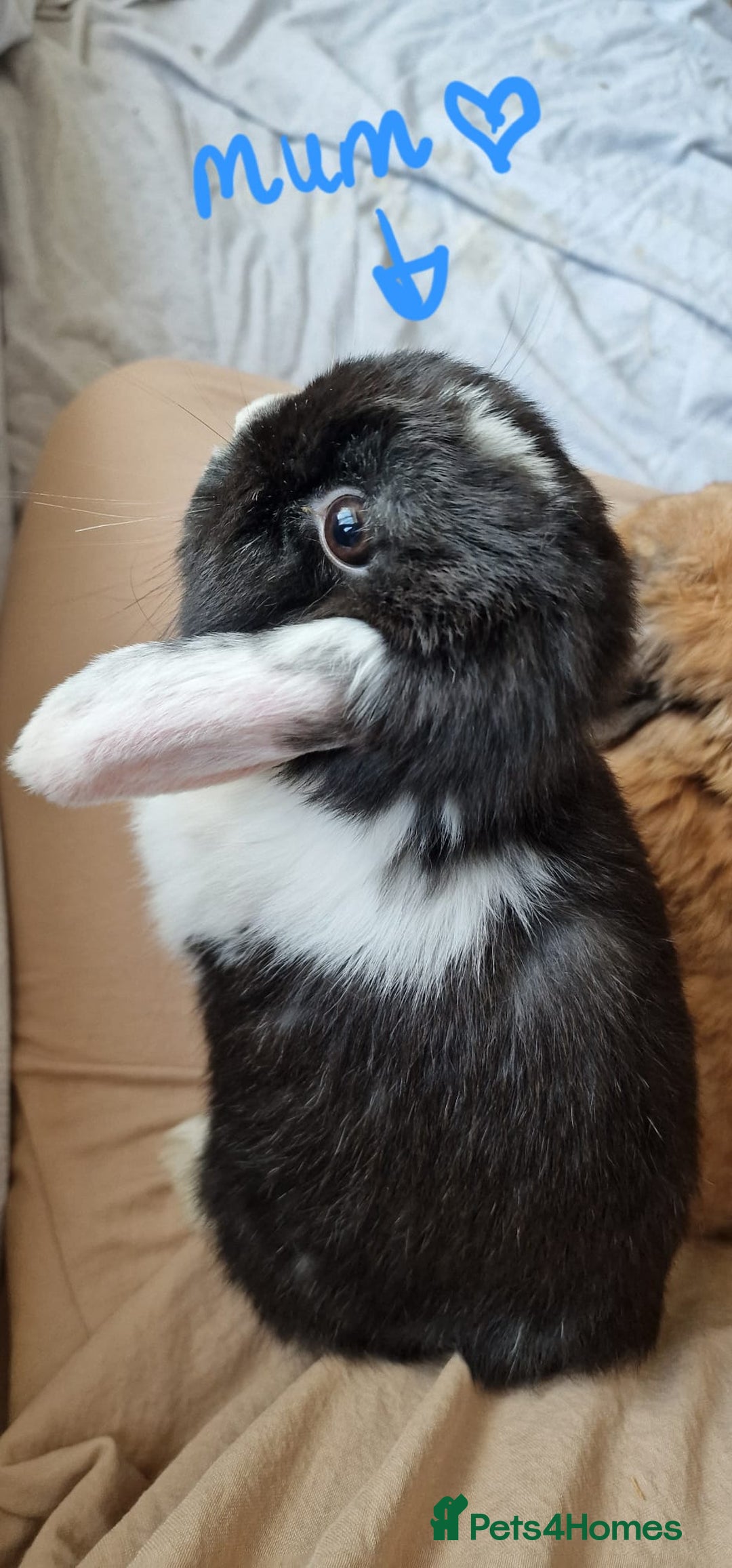 Mini Lop rabbits for sale: Mini Lop x Netherland Dwarf Babies - Image 1
