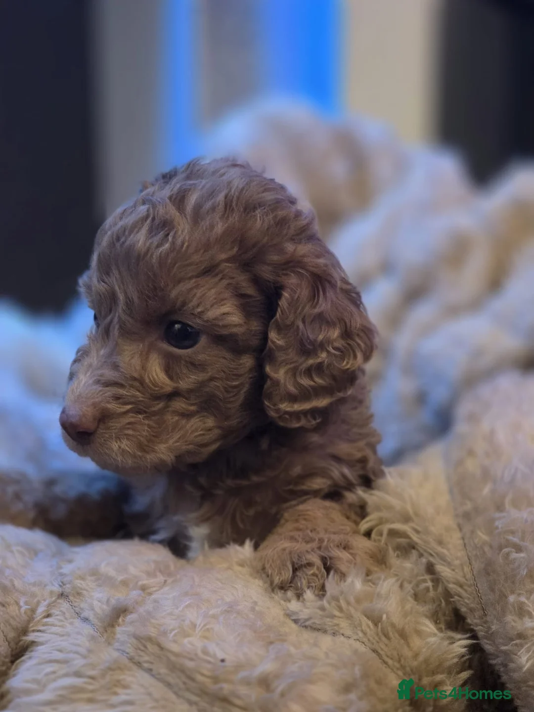 Cockapoo dogs for sale: 🤍 Beautiful F3 Multigen Cockapoo Puppies🤍 Last 2 - Advert 2