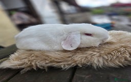 Mini Lop rabbits for sale: REW Mini Lop Buck - Image 4