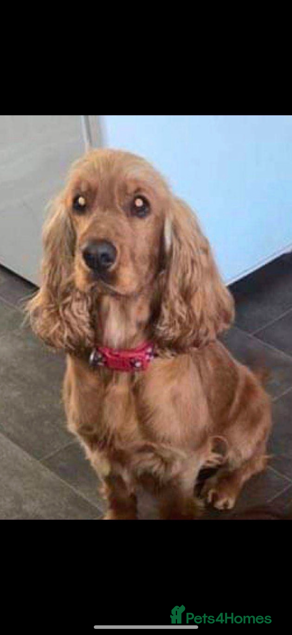 Cocker Spaniel dogs Show cocker spaniels  - Advert 3
