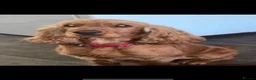 Cocker Spaniel dogs for sale: Show cocker spaniels  - Advert 1