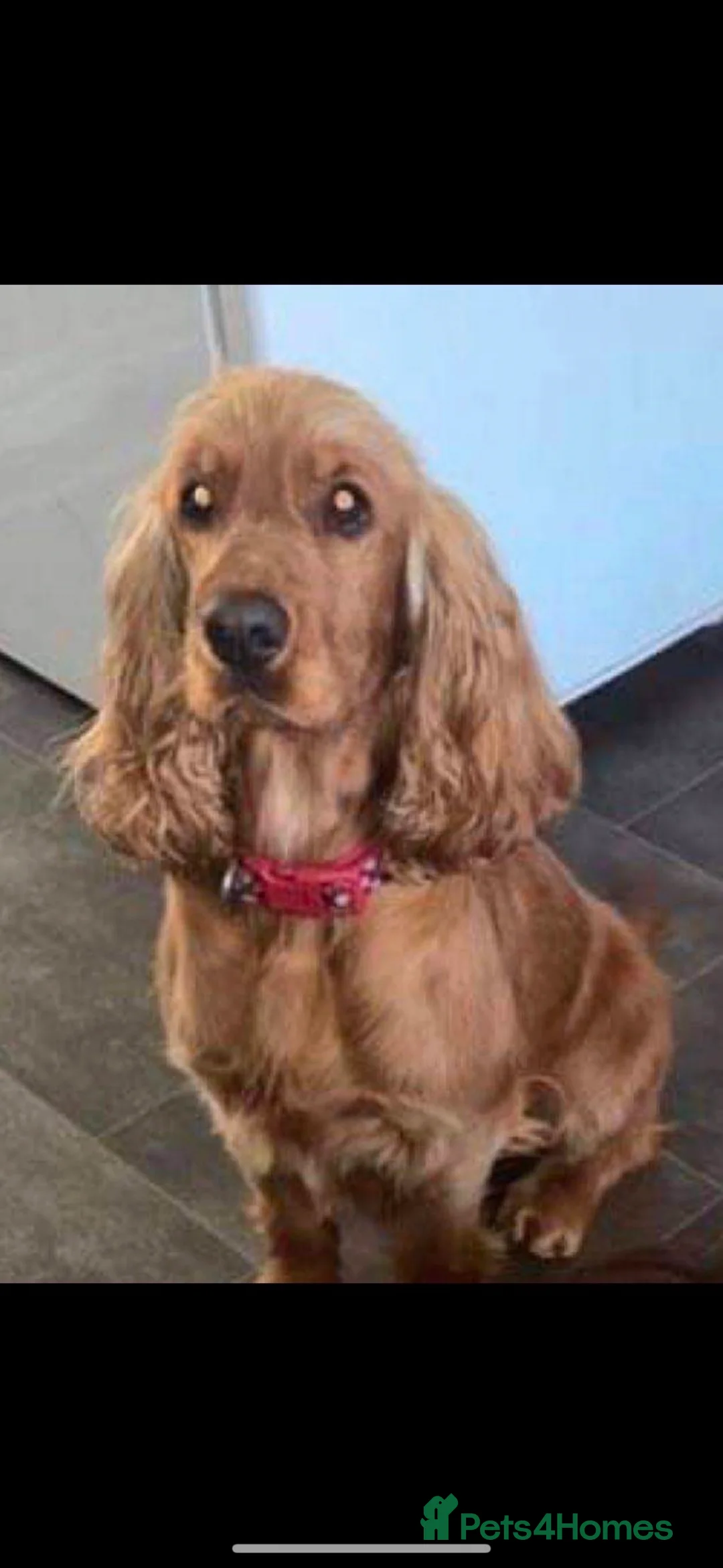 Cocker Spaniel dogs for sale: Show cocker spaniels  - Advert 1