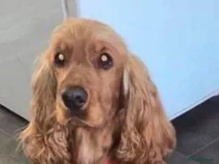 Cocker Spaniel dogs Show cocker spaniels - Advert 3
