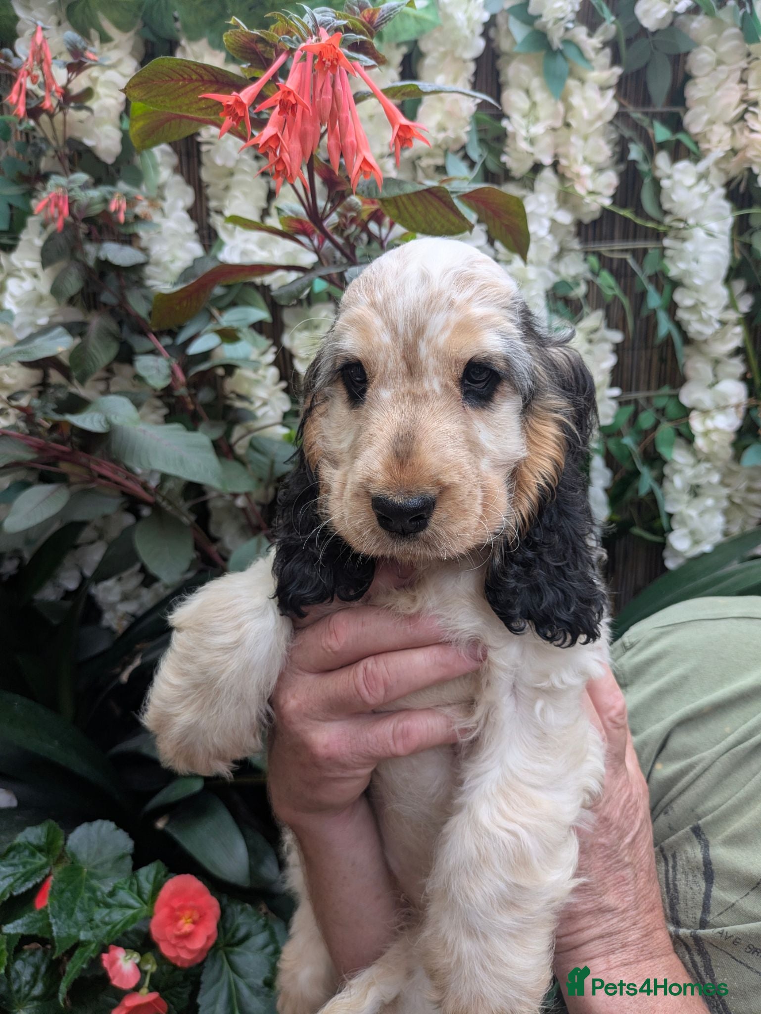 Cocker Spaniel dogs Beautiful KC Registered Show Cocker Puppies - Advert 2