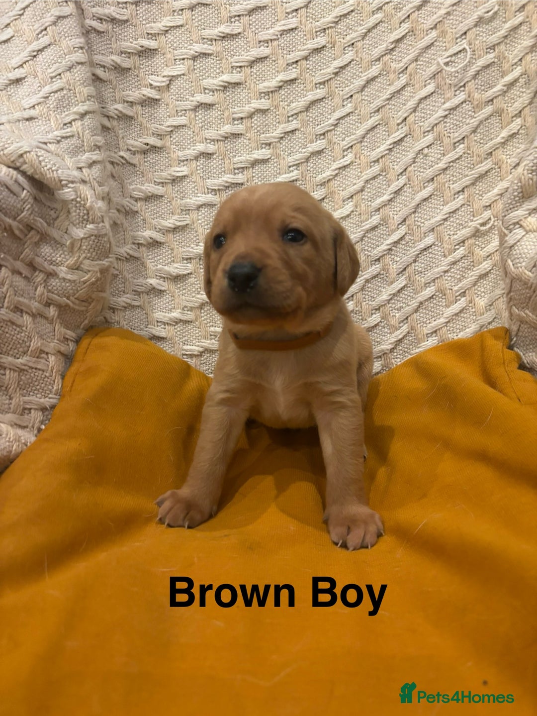 Labrador Retriever dogs for sale: 🐾 Working Fox Red Labrador Puppies for Sale!🐾 - Advert 3