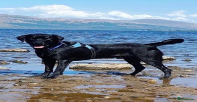 Labrador Retriever dogs - Advert 14