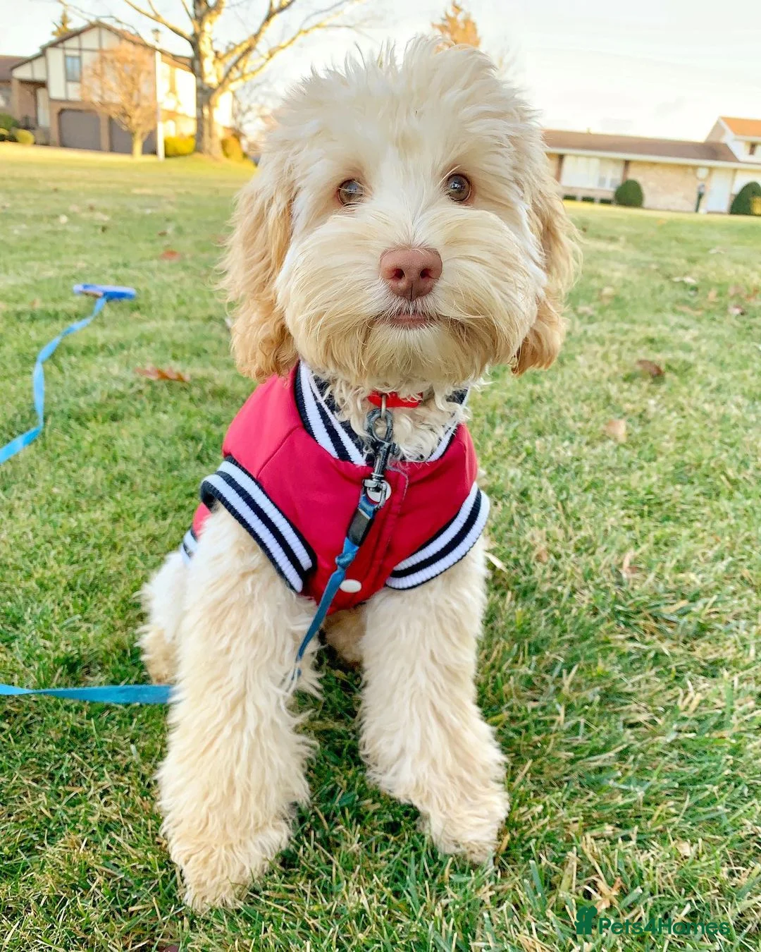 Aussiedoodle dogs for sale: Vinny – Loving Aussie Double Doodle - Advert 3
