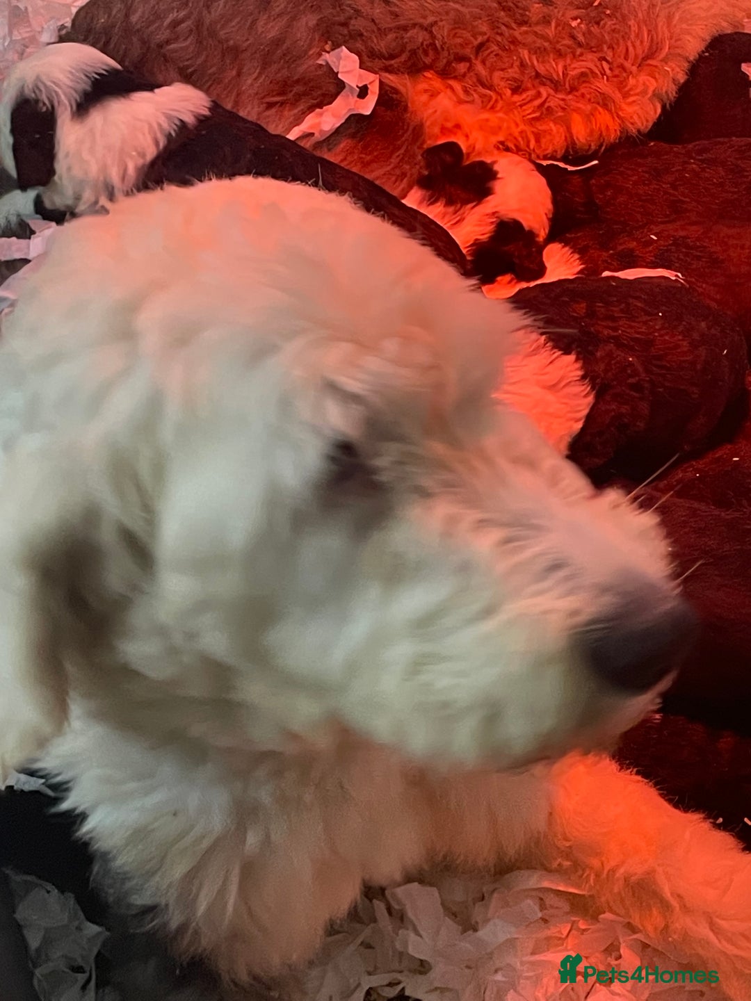 Old English Sheepdog dogs for sale: Old English sheep dog pups - Advert 18