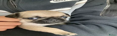 Brindle Female
