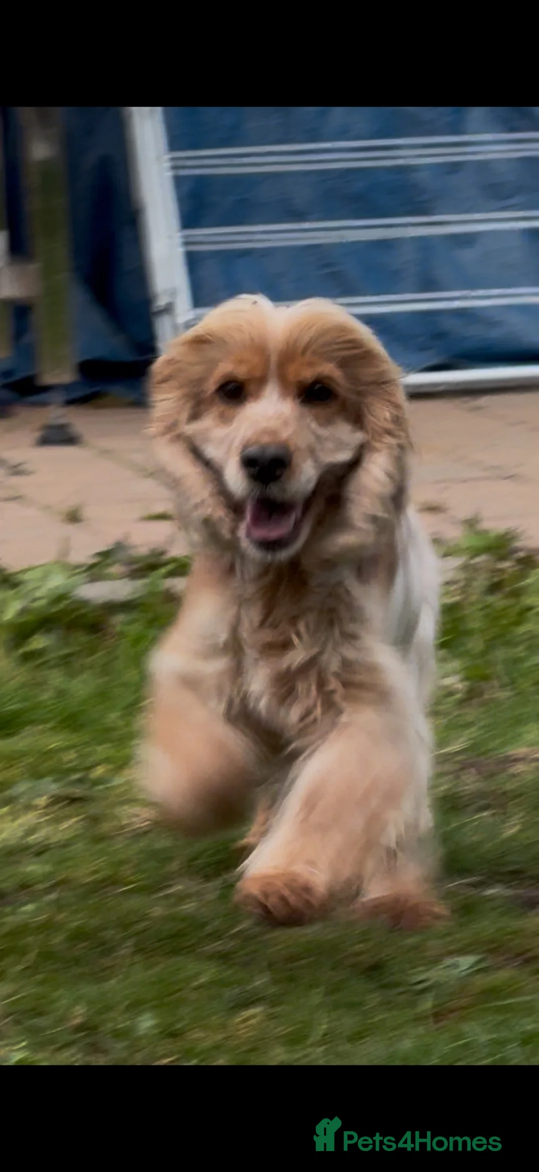 Cocker Spaniel dogs for sale: Beautiful cocker spaniel  - Advert 1
