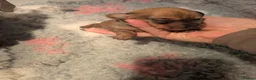 Miniature Dachshund dogs for sale: Beautiful Miniature Dachshund Puppies   - Advert 10