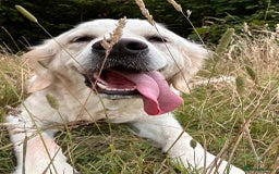 Golden Retriever dogs for sale: Champion line cream golden retriever puppies - Image 11