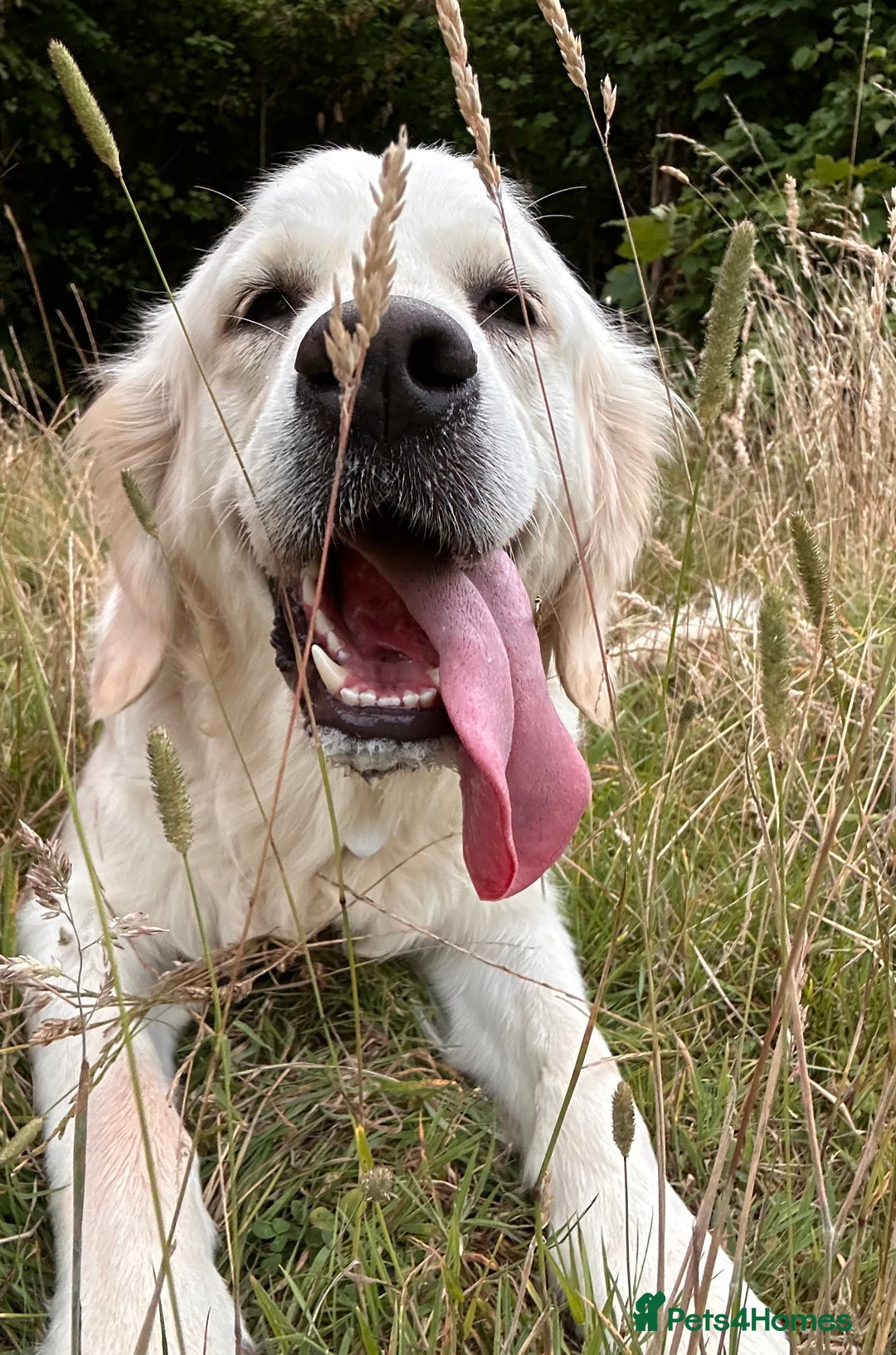 Golden Retriever dogs for sale: Champion line cream golden retriever puppies - Image 11