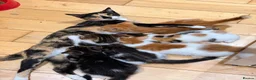 Mixed Breed cats for sale: Stunning Mixed Breed Kittens in London - Advert 4