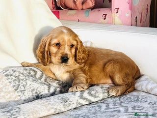 Cocker Spaniel dogs KC Registered Show Cocker puppies - Advert 3