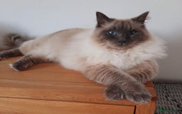 Ragdoll cats for sale: 🐾 GCCF Pedigree ragdolls🐾 - Image 5