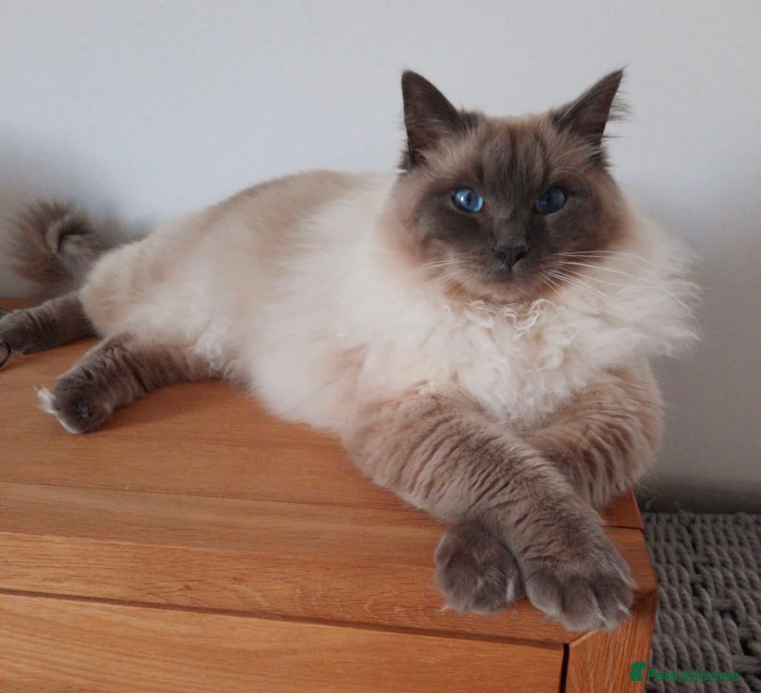 Ragdoll cats for sale: 🐾 GCCF Pedigree ragdolls🐾 - Image 5