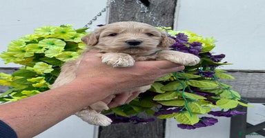 Goldendoodle dogs - Advert 8