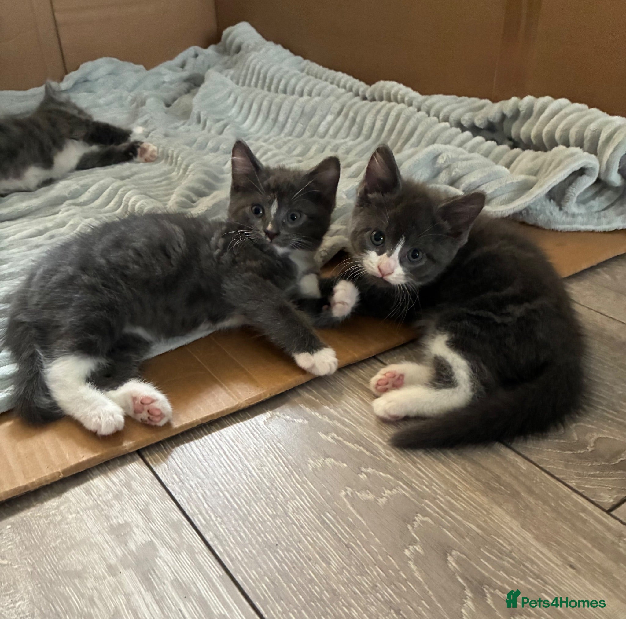 British Longhair cats 5 stunning kittens  - Advert 14