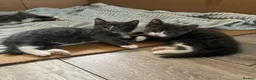 British Longhair cats for sale: 5 stunning kittens  - Advert 8